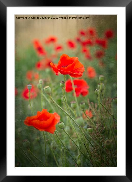 Poppies Framed Mounted Print by George Davidson