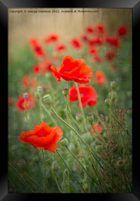 Poppies Framed Print by George Davidson