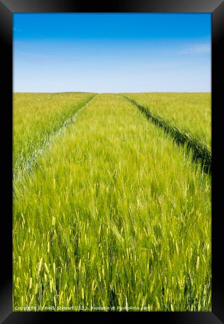 Wheat Field and Blue Sky Framed Print by Heidi Stewart