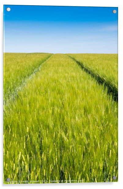 Wheat Field and Blue Sky Acrylic by Heidi Stewart