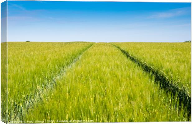 Wheat Field and Blue Sky Canvas Print by Heidi Stewart