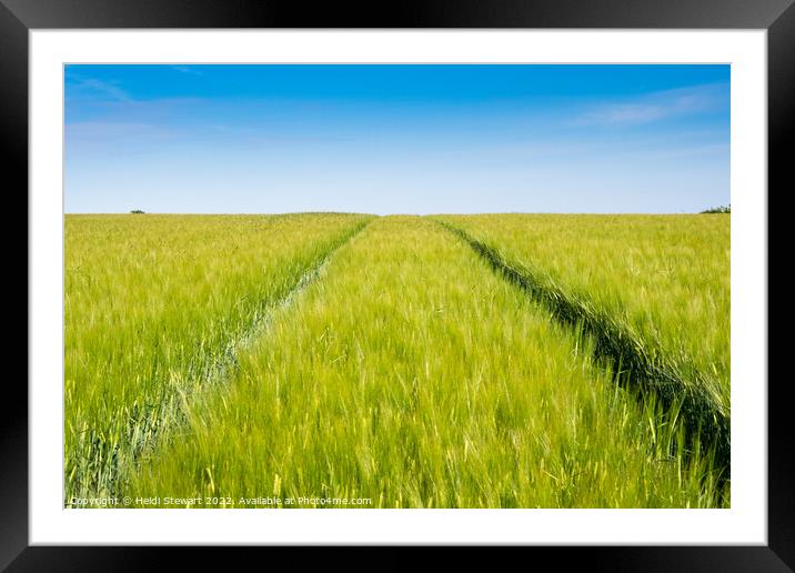 Wheat Field and Blue Sky Framed Mounted Print by Heidi Stewart