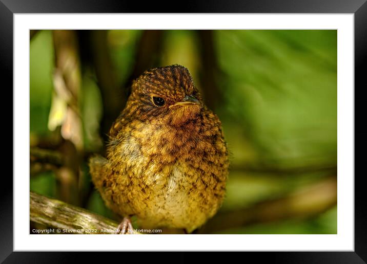 Tree Branch with a Juvenile Robin Perched on it. Framed Mounted Print by Steve Gill