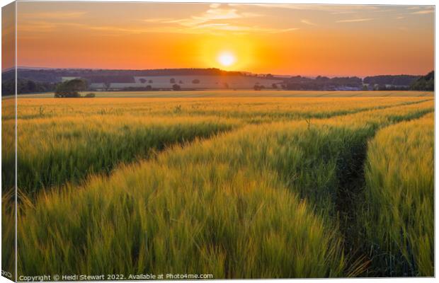 Sunset Over Wheat Fields Canvas Print by Heidi Stewart