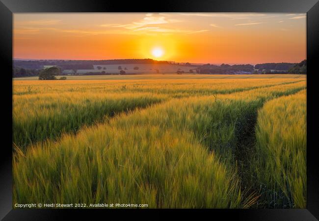 Sunset Over Wheat Fields Framed Print by Heidi Stewart