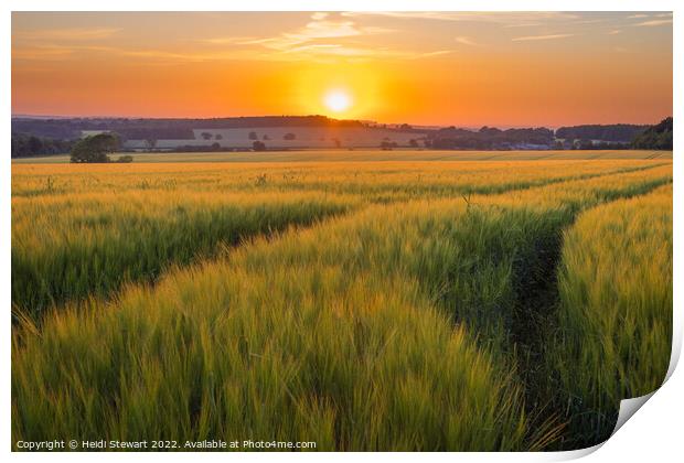 Sunset Over Wheat Fields Print by Heidi Stewart