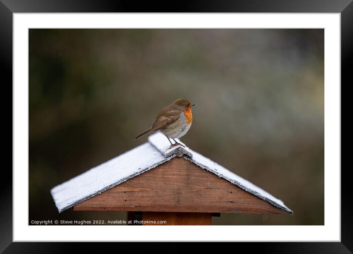 Robin scouting its territory Framed Mounted Print by Steve Hughes