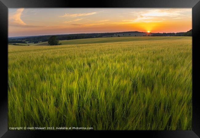 Wheat Fields at Sunset Framed Print by Heidi Stewart