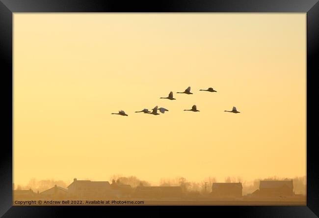 Wedge of Swans Framed Print by Andrew Bell