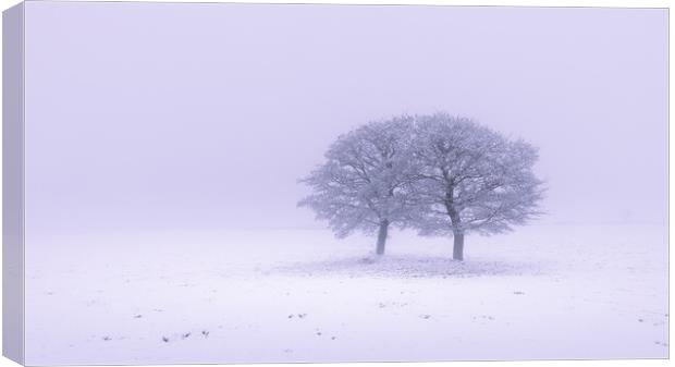 Two Oak Trees In The Snow Canvas Print by Phil Durkin DPAGB BPE4