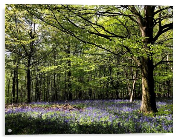 English Spring Bluebells - Godstone Acrylic by Patrick Mokuzai