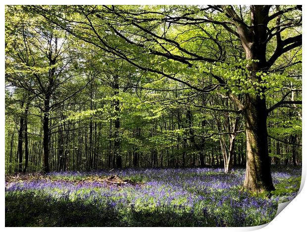 English Spring Bluebells - Godstone Print by Patrick Mokuzai