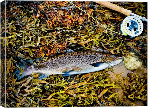 Salmon Grilse  Caught On The Fly Canvas Print by Derek Beattie