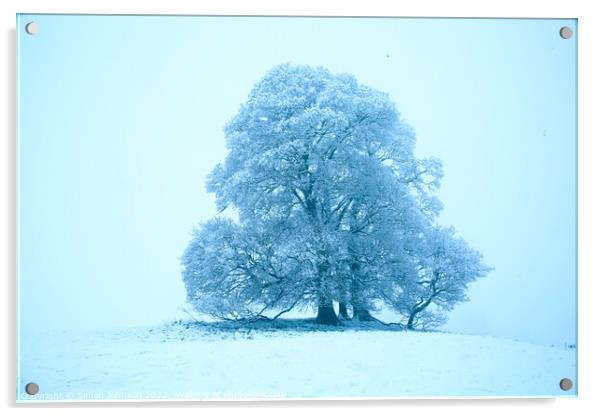 Plant tree Acrylic by Simon Johnson