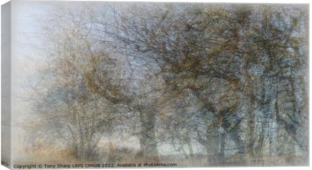 A VIEW THROUGH WOODLAND MIST Canvas Print by Tony Sharp LRPS CPAGB