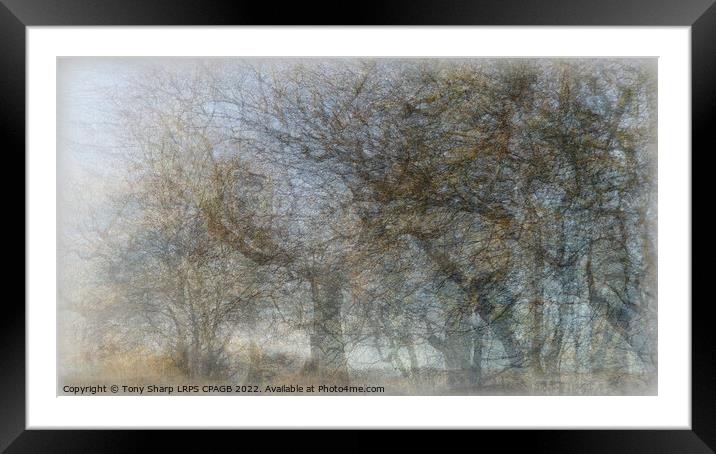 A VIEW THROUGH WOODLAND MIST Framed Mounted Print by Tony Sharp LRPS CPAGB
