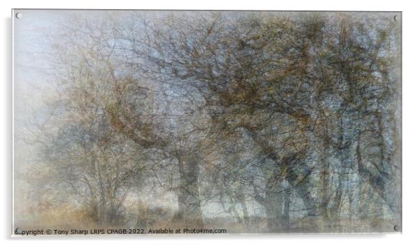 A VIEW THROUGH WOODLAND MIST Acrylic by Tony Sharp LRPS CPAGB