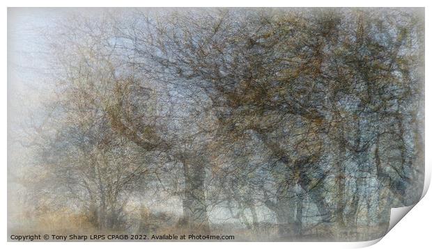 A VIEW THROUGH WOODLAND MIST Print by Tony Sharp LRPS CPAGB