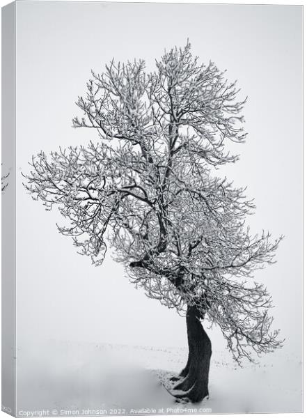 Plant tree Canvas Print by Simon Johnson