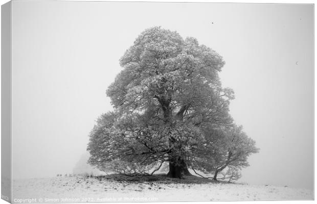 Frosted tree Canvas Print by Simon Johnson