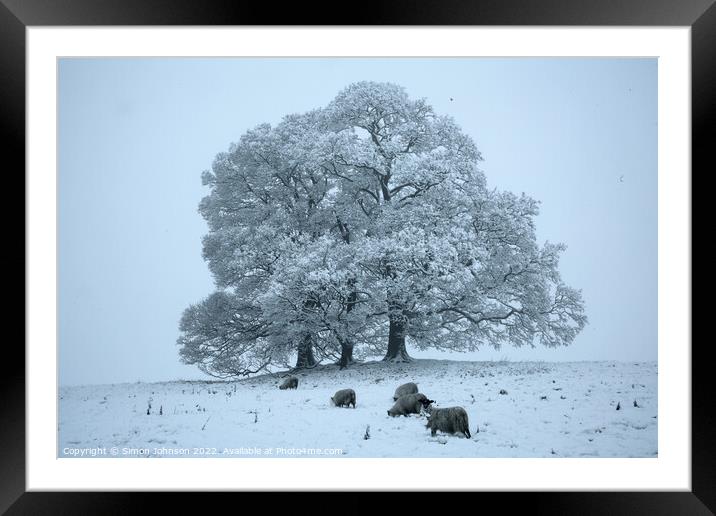 Tree, sheep and snow  Framed Mounted Print by Simon Johnson