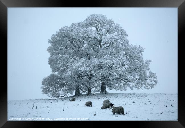 Tree, sheep and snow  Framed Print by Simon Johnson