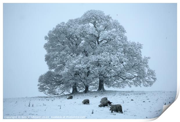 Tree, sheep and snow  Print by Simon Johnson