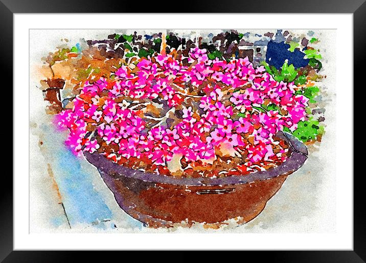 Bowl of pink Adenium flowers - Digital watercolour Framed Mounted Print by Kevin Hellon
