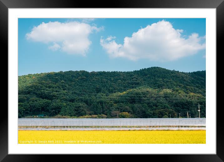 Golden paddy field and mountain Framed Mounted Print by Sanga Park