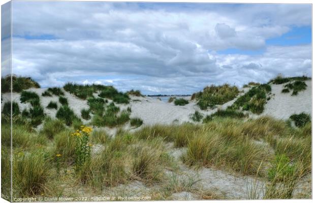 West Wittering sand Dunes  Canvas Print by Diana Mower