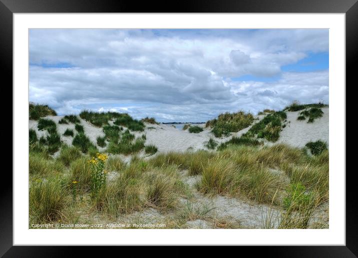 West Wittering sand Dunes  Framed Mounted Print by Diana Mower