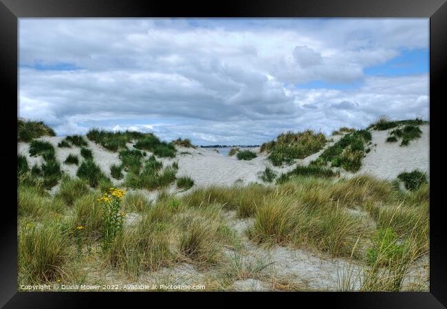 West Wittering sand Dunes  Framed Print by Diana Mower