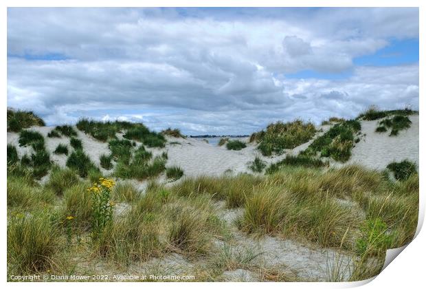 West Wittering sand Dunes  Print by Diana Mower