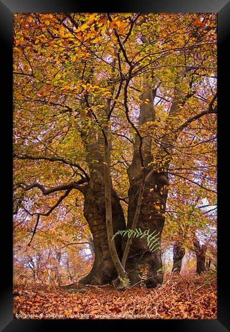 Autumn in the Forest Framed Print by Stephen Oliver