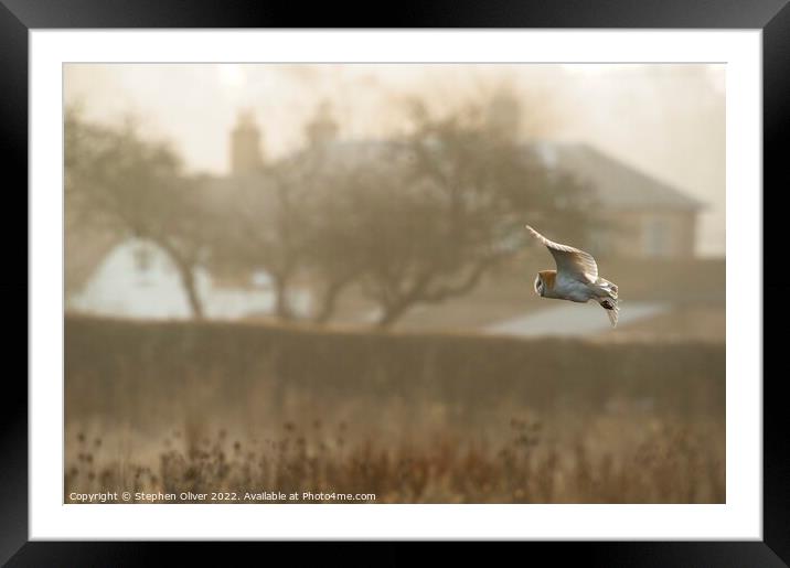 Morning Owl Framed Mounted Print by Stephen Oliver