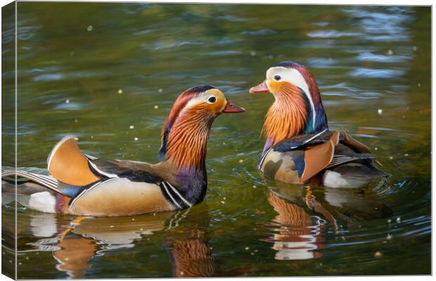 Mandarin Ducks In The Lake Canvas Print by Artur Bogacki