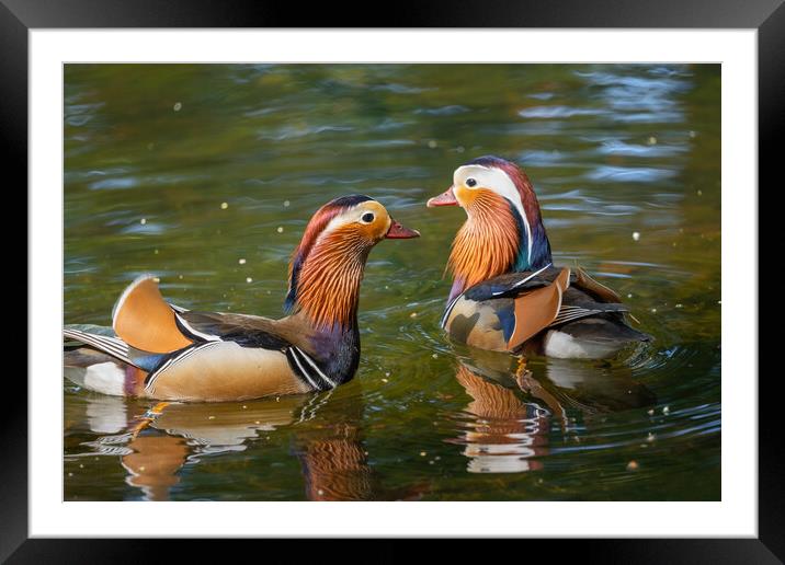 Mandarin Ducks In The Lake Framed Mounted Print by Artur Bogacki