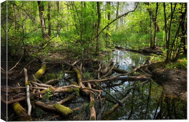 Wetlands In Kampinos Forest In Poland Canvas Print by Artur Bogacki