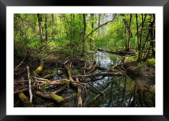 Wetlands In Kampinos Forest In Poland Framed Mounted Print by Artur Bogacki