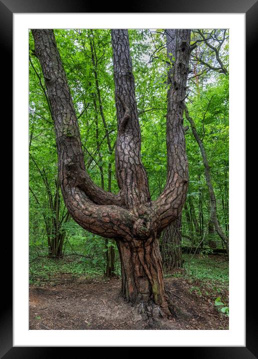 Old Triple Pine Tree In Trident Shape Framed Mounted Print by Artur Bogacki