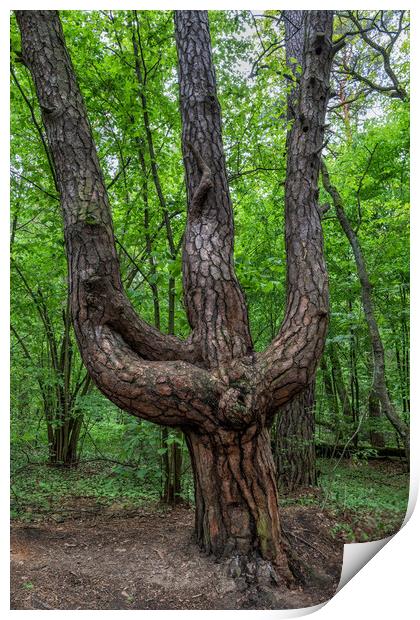 Old Triple Pine Tree In Trident Shape Print by Artur Bogacki