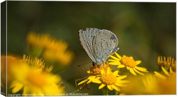 Holly Blue  Canvas Print by Stephen Oliver