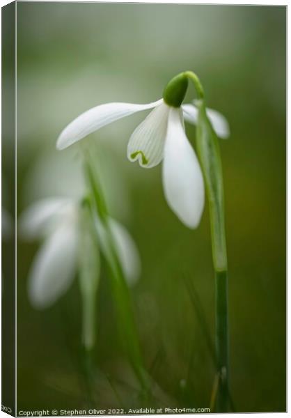 Open Snow drop Canvas Print by Stephen Oliver