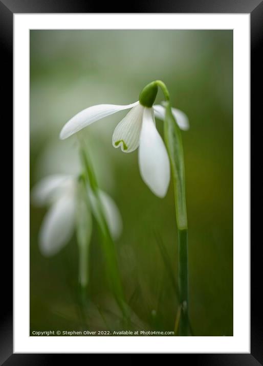 Open Snow drop Framed Mounted Print by Stephen Oliver