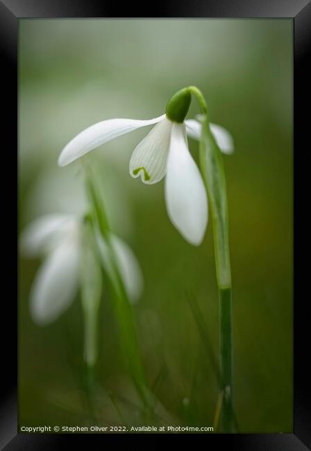 Open Snow drop Framed Print by Stephen Oliver