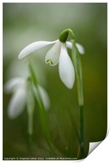 Open Snow drop Print by Stephen Oliver
