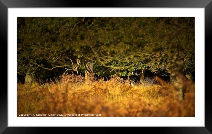 Epping Forest Fallow Framed Mounted Print by Stephen Oliver