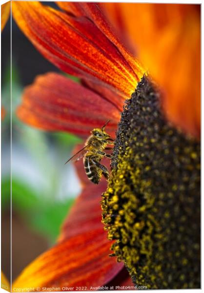 Honey making Canvas Print by Stephen Oliver