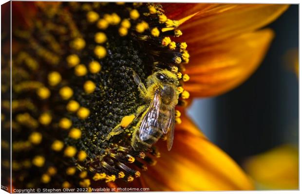 Happy Bee Canvas Print by Stephen Oliver