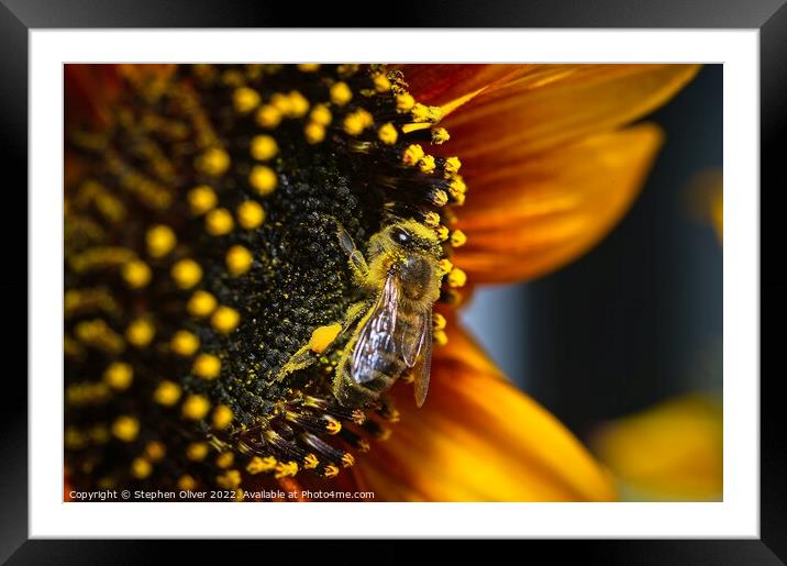 Happy Bee Framed Mounted Print by Stephen Oliver